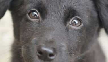 Dogs and People: Stories of Redemption and Mutual Rescue