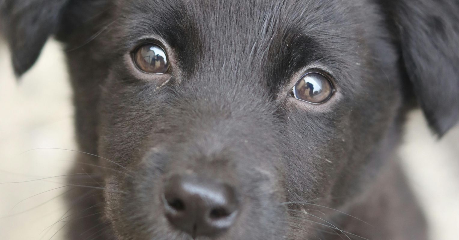 Dogs and People: Stories of Redemption and Mutual Rescue