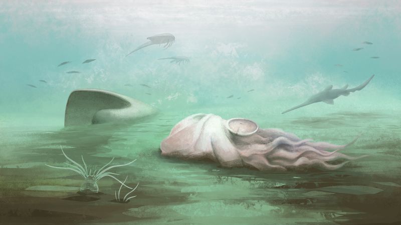 The ‘oldest octopus’ in the world isn’t an octopus after all, scientists find