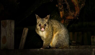 Sweet lifeline for wildlife after bushfires ravage their habitat