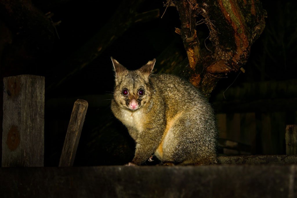 Sweet lifeline for wildlife after bushfires ravage their habitat