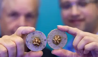 Novel Strategies For Coral Restoration