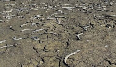 'Devastating': Dead wildlife strewn across dry lakebed