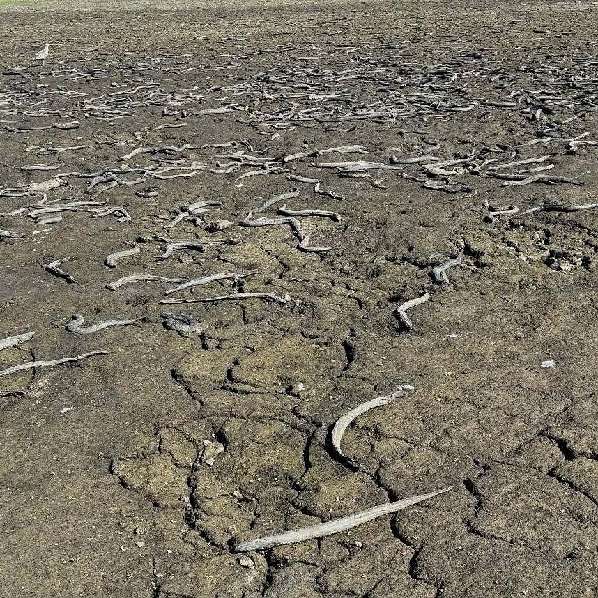 'Devastating': Dead wildlife strewn across dry lakebed