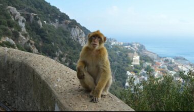 Monkeys In Gibraltar Eat Soil To Digest Junk Food Fed By Humans