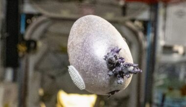 A purple potato with velcro attached and emerging sprouts floats mid-air aboard the ISS.