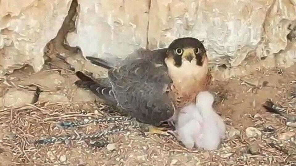 In the nest with his two chicks (Photo: Ayalon Gur, Israel Nature and Parks Authority) עם הגוזלים בקן במדבר יהדוה