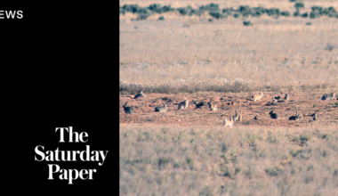 Australia once again losing the rabbit war