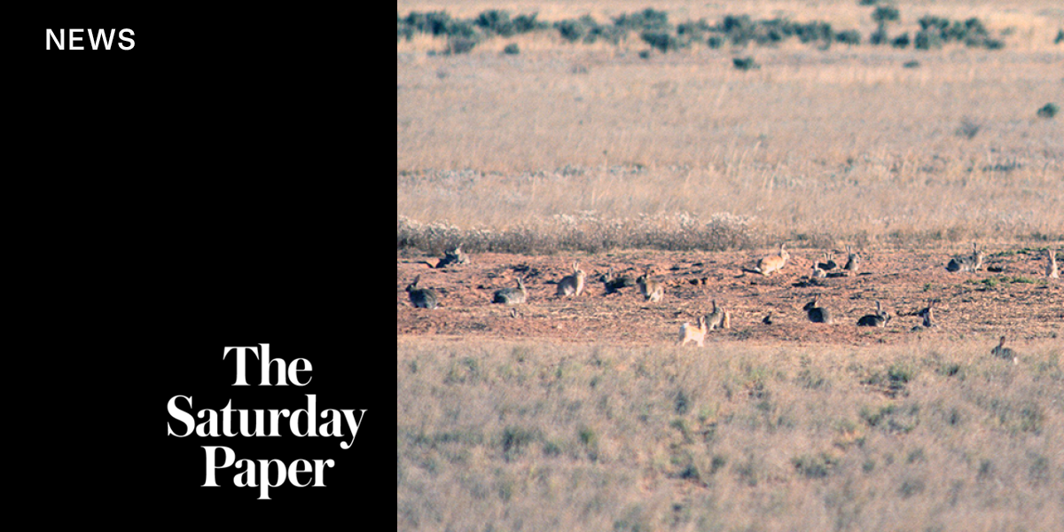 Australia once again losing the rabbit war