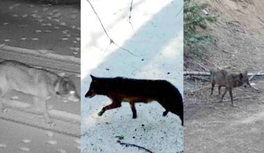 Three trail camera images side by side show a wolf at night, a black fox walking in daylight, and a coyote standing on dirt near trees.