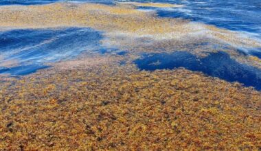 Sargasso Sea floating sargassum mats in deep blue Atlantic waters, a shoreless sea that shapes marine life and climate