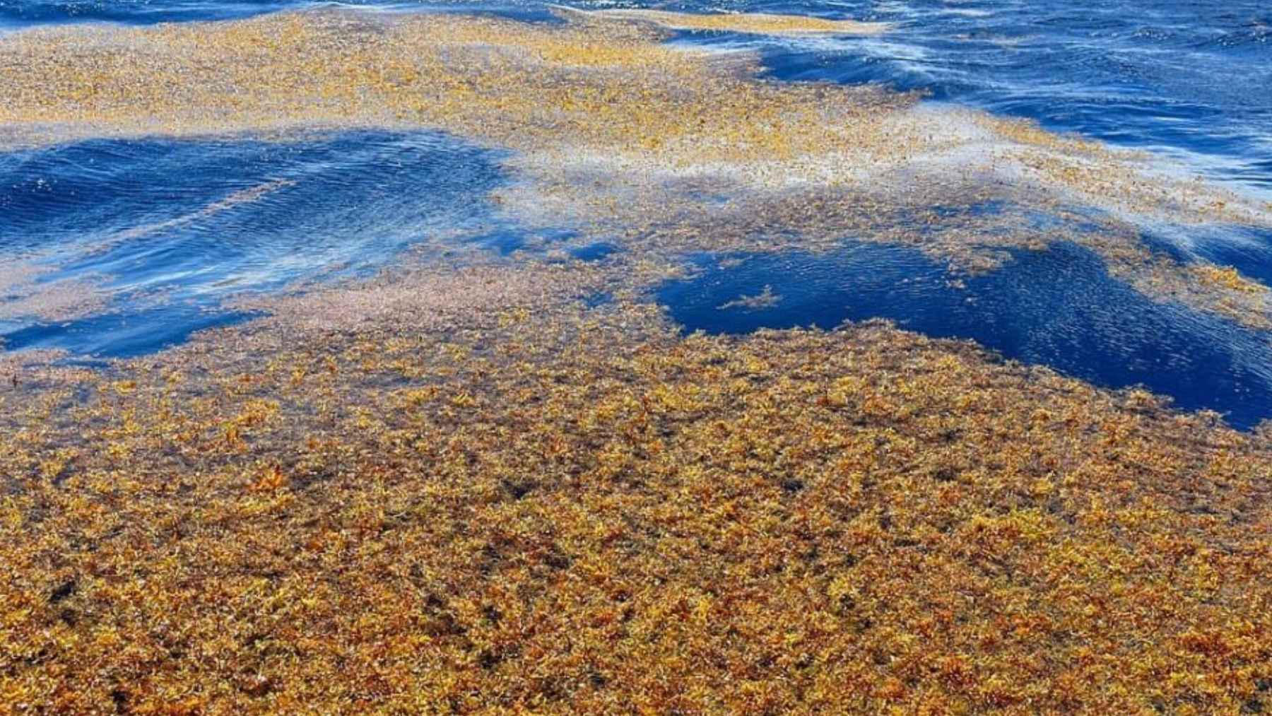 Sargasso Sea floating sargassum mats in deep blue Atlantic waters, a shoreless sea that shapes marine life and climate