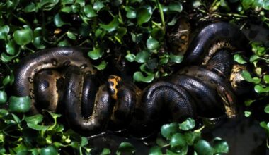 Scientists Just Confirmed A New Giant Anaconda