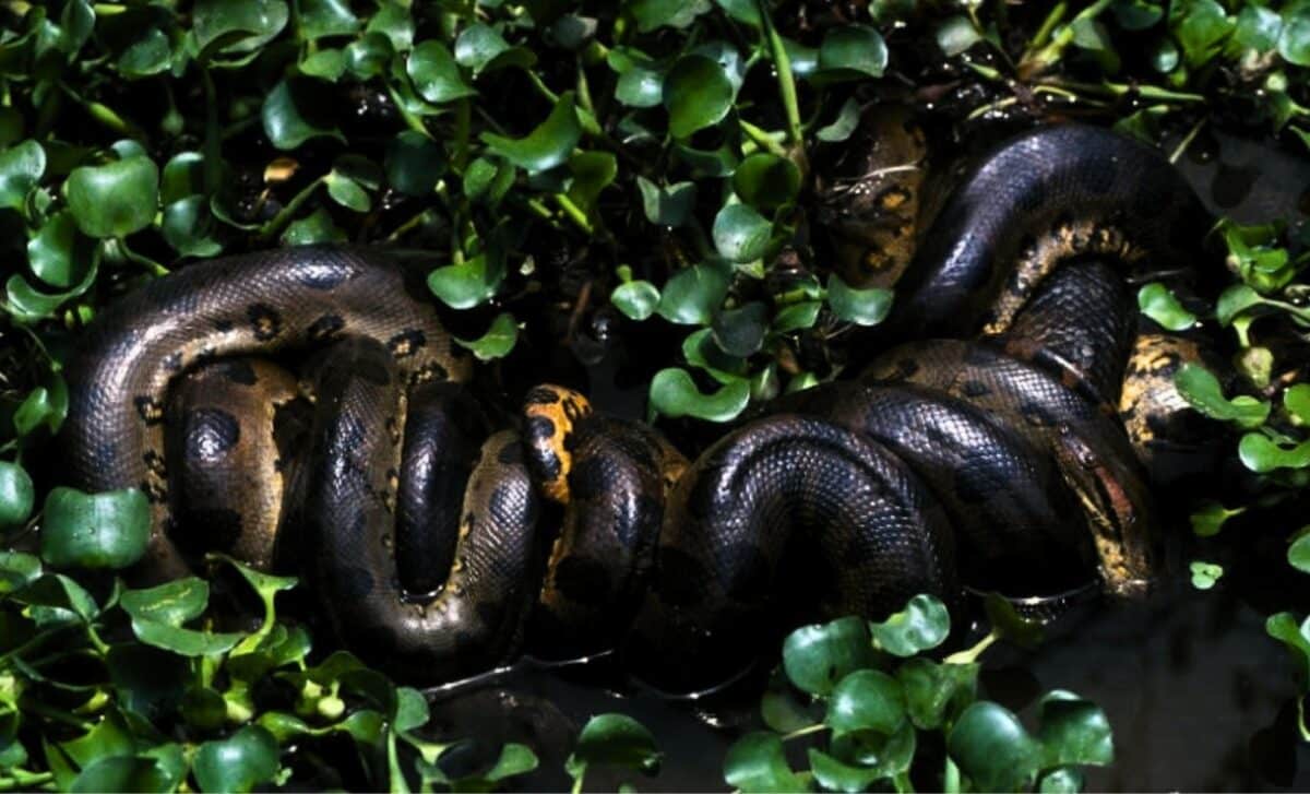 Scientists Just Confirmed A New Giant Anaconda