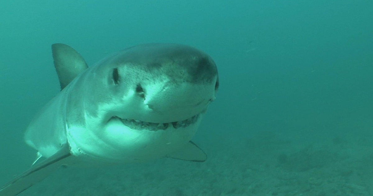Great white shark