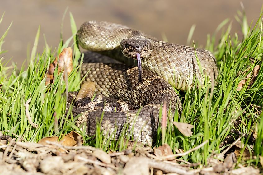 Western rattlesnake in defensive position.