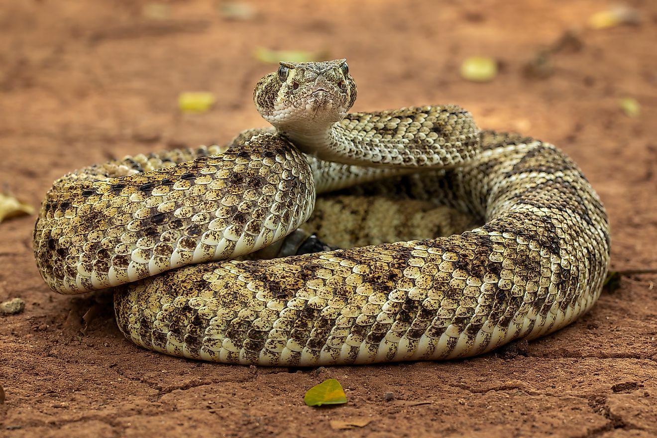 8 Snake Infested State Parks In The Pacific Northwest