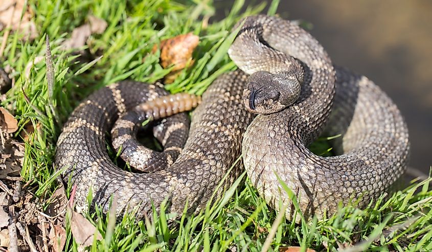 Northern Pacific Rattlesnake in defensive posture, California.