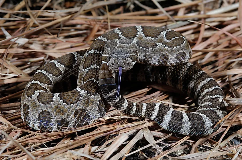 A western rattlesnake in an alert position.
