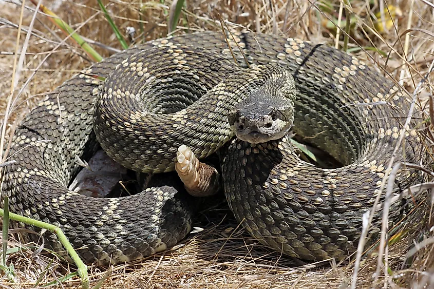 Northern Pacific Rattlesnake (Crotalus oreganus). 