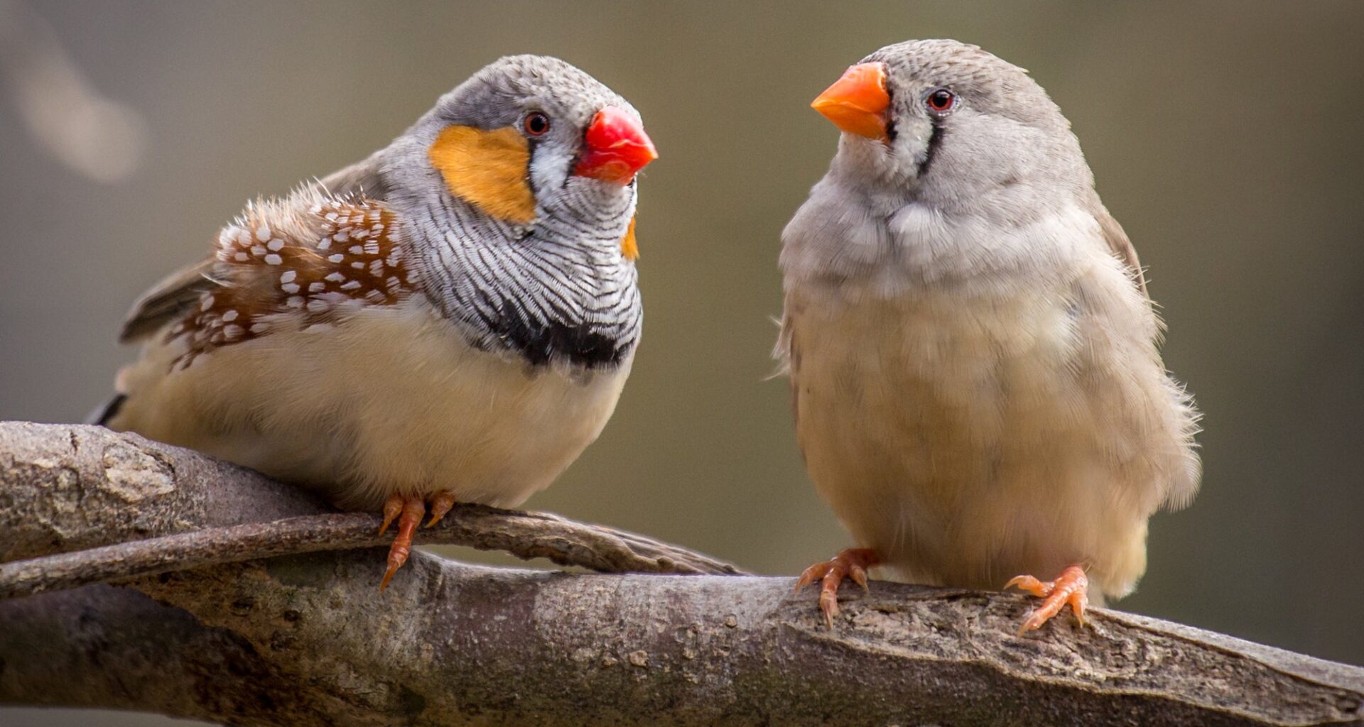 Zebra finch neurons offer new clues about learning, repair, and human brain limits