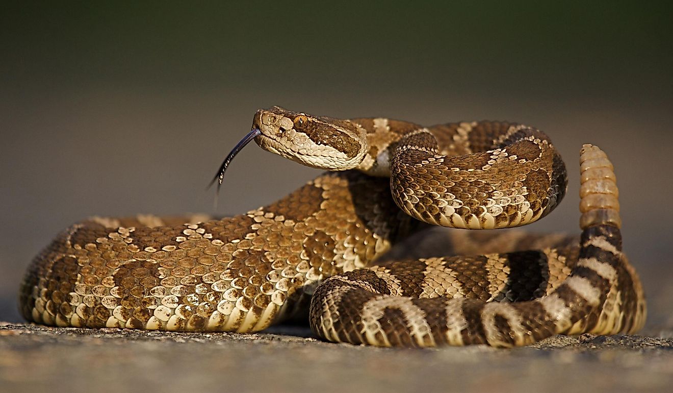 7 Most Rattlesnake Infested Areas in Washington