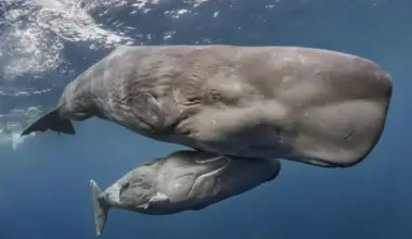 Brighter Side of News