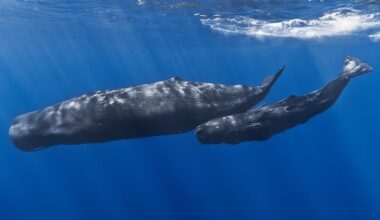 Sperm whales who excrete 'floating gold' or ambergris