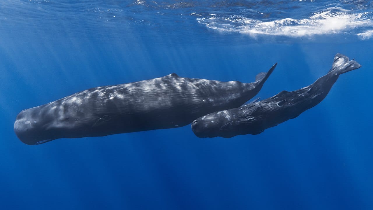 Sperm whales who excrete 'floating gold' or ambergris