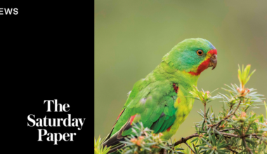 Labor’s failures on the swift parrot
