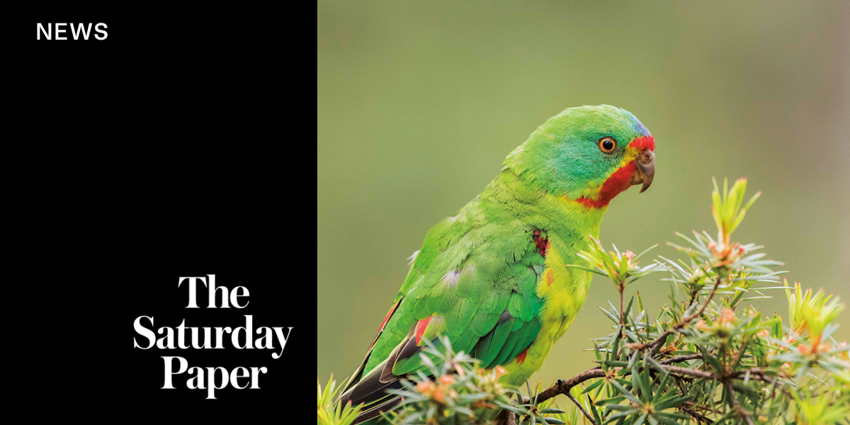 Labor’s failures on the swift parrot