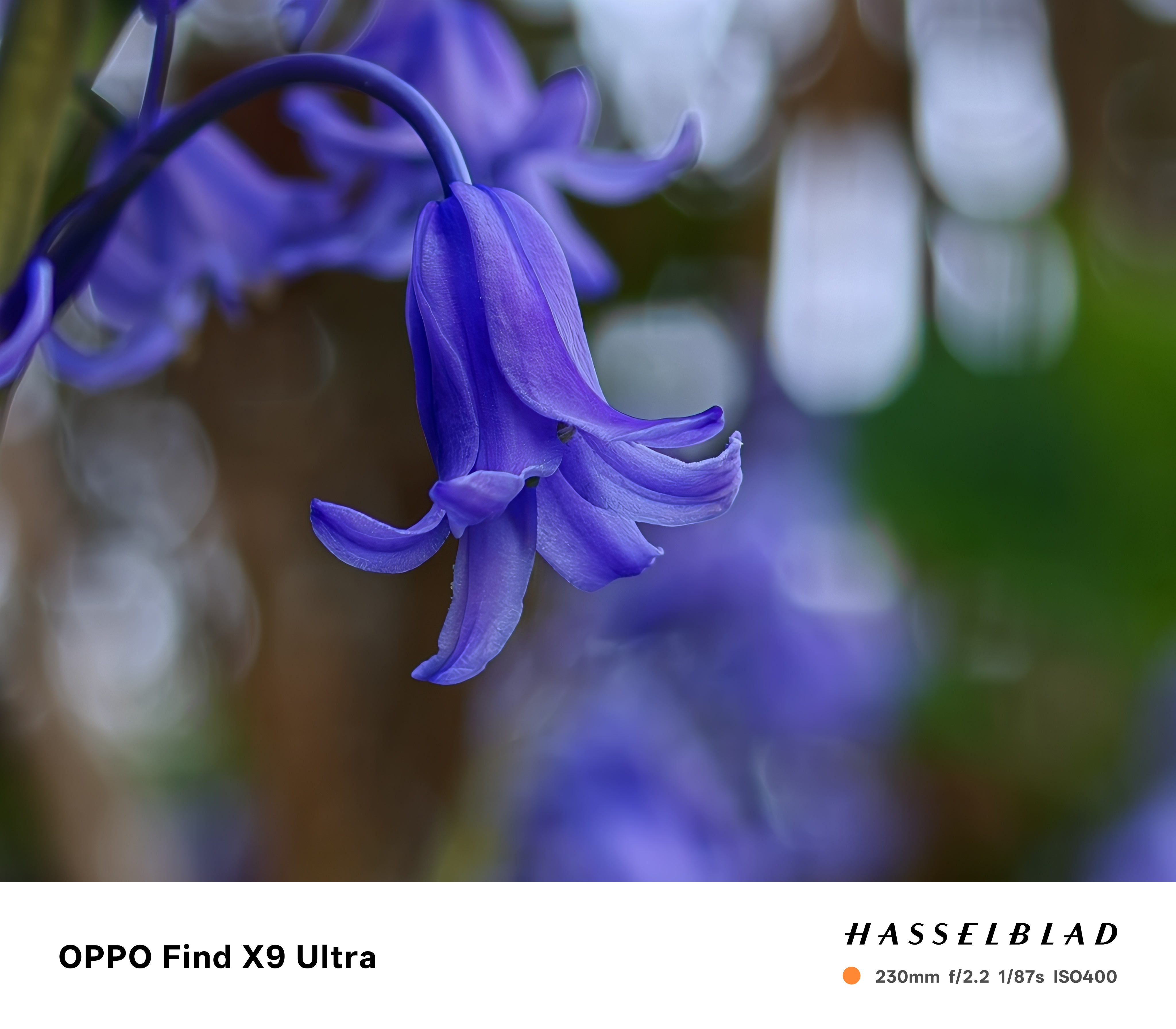 A closeup of a bluebell