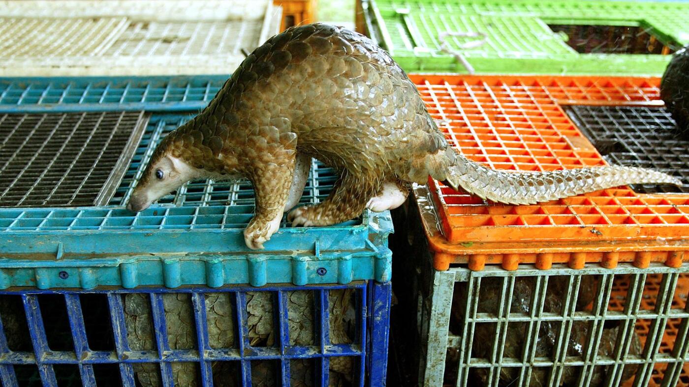 Wildlife trade ups the risk of diseases spilling over to ... us : NPR
