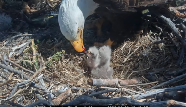 Sibling ‘bonking’ and upcoming naming contest: Chick-ing in on Big Bear’s famous bald eagle nest