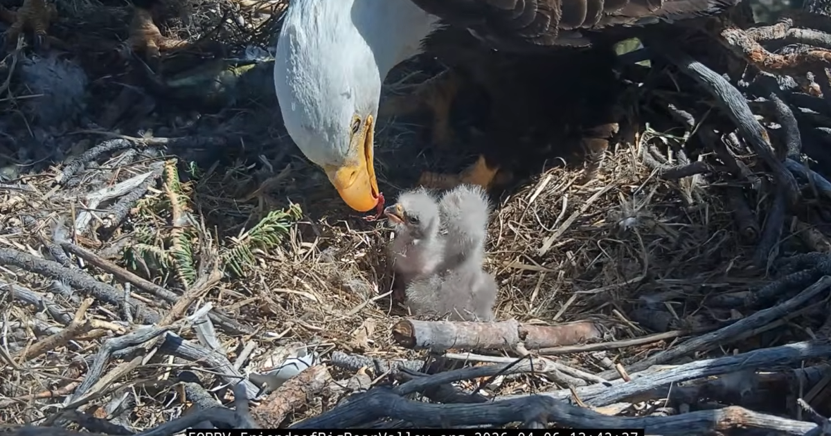 Sibling ‘bonking’ and upcoming naming contest: Chick-ing in on Big Bear’s famous bald eagle nest