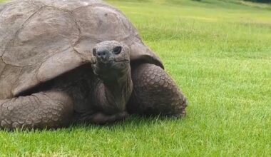 World's oldest living land animal, a tortoise, is still alive