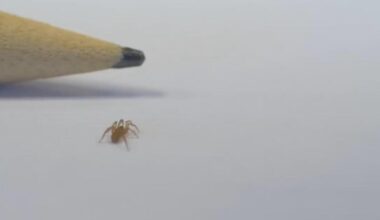 New species of spider captured on video for the first time