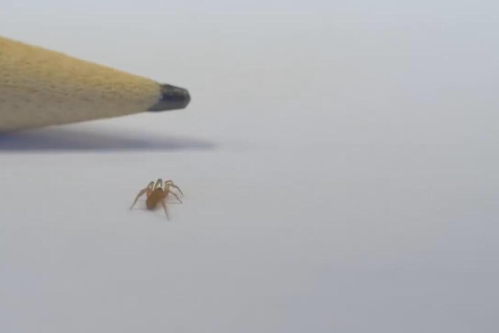 New species of spider captured on video for the first time