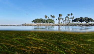 Scientist use DNA in efforts to help species adapt to climate change