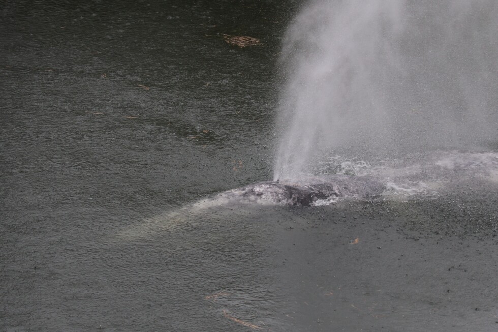 Juvenile gray whale found dead in Willapa River, hunger suspected