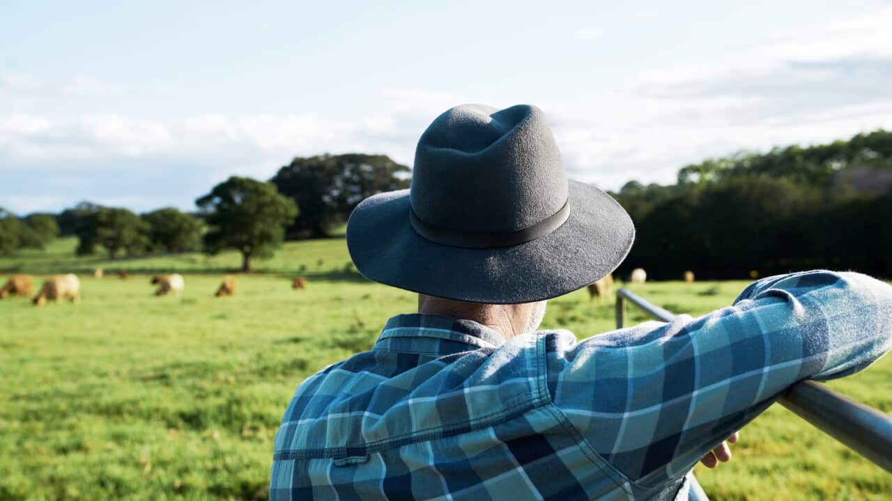 A farmer's back is to the camera as he looks out into a grassy field with cows out of focus