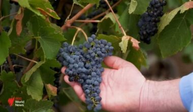 High fuel prices and shortages fail to deter holiday makers for the Easter long weekend