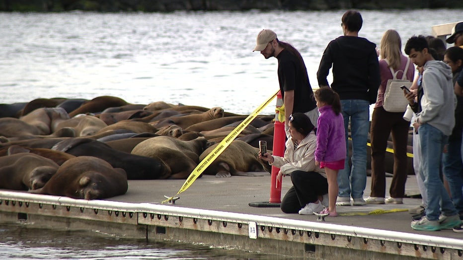ballard golden gardens sea lions