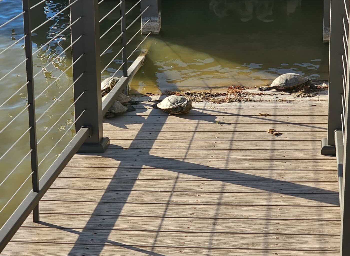 Wild Turtles in TX Face an Agonizing Death—Speak Up!