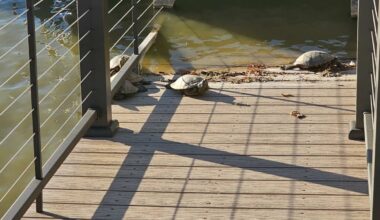 Wild Turtles in TX Face an Agonizing Death—Speak Up!