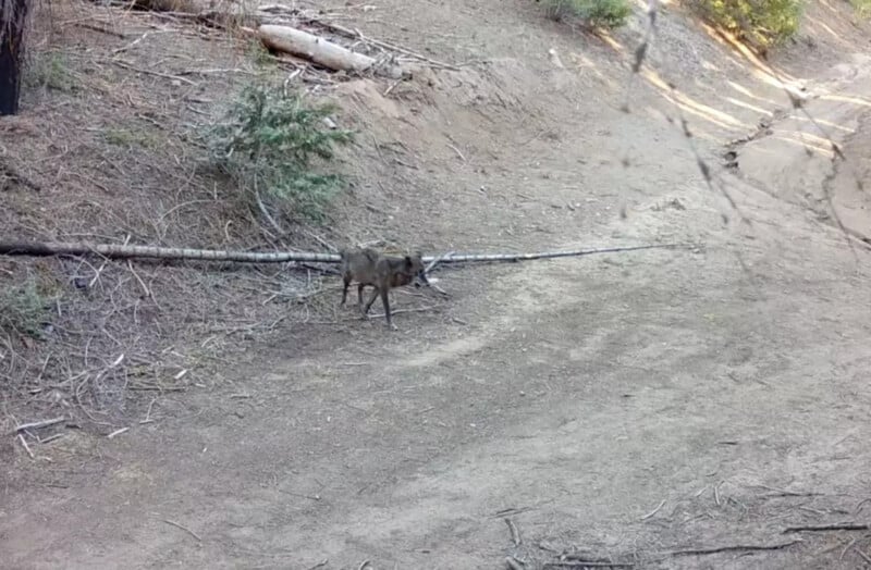 A lone coyote stands on a dirt path in a dry, wooded area with fallen branches and sparse vegetation. The animal blends in with the brown, earthy surroundings.