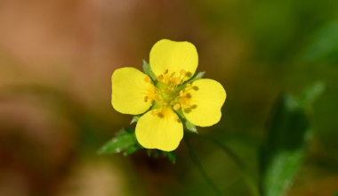 This Tiny Wildflower Could Be a Secret Weapon Against Superbugs : ScienceAlert
