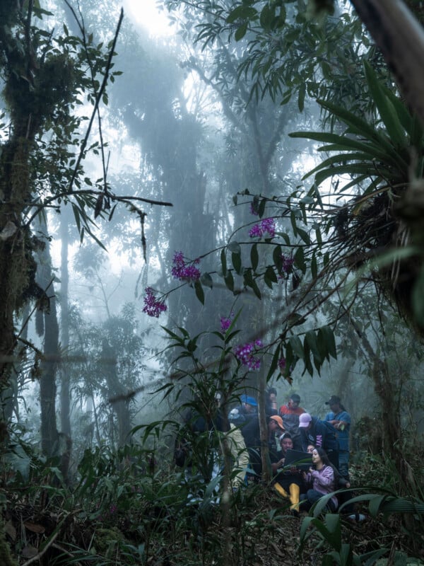 A group of people sits together in a foggy, dense forest surrounded by tall trees and flowering purple orchids, creating a mysterious and lush atmosphere.