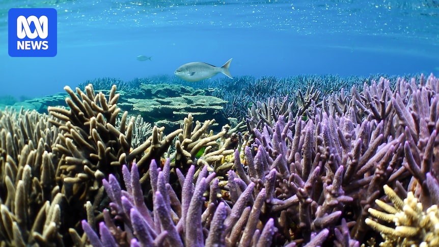 Abrolhos Islands coral reef shows resistance to climate bleaching, study finds