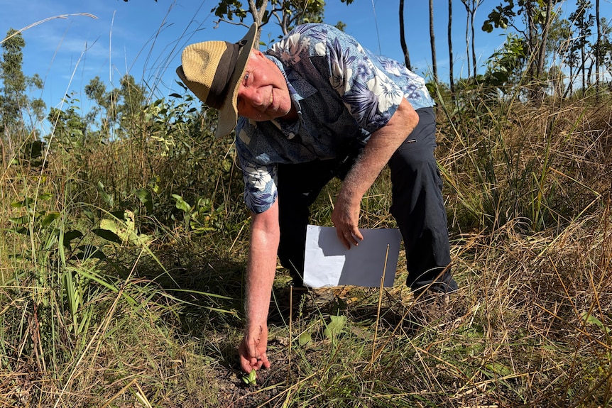 A white man, crouching down in leafy long grass, wearing a wide brim hat, pointing at a small herb plant in the ground.